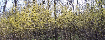 Rügy