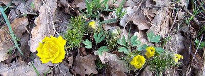 Sárga